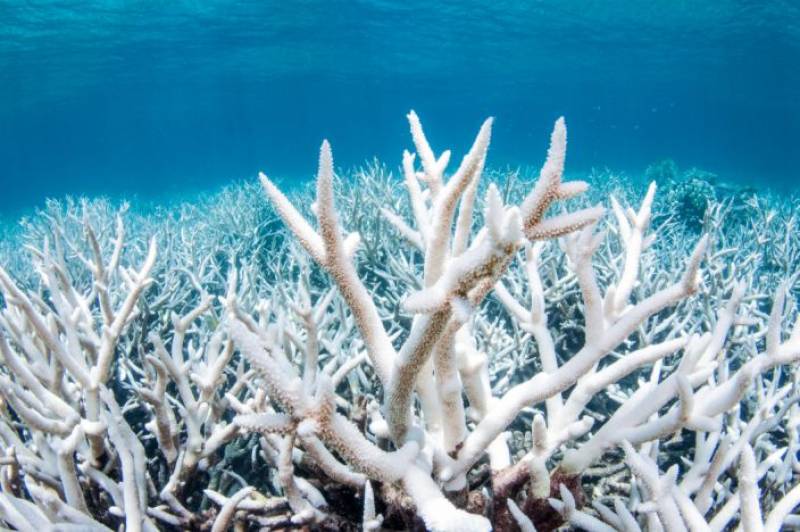 Australia&#039;s Great Barrier Reef status lowered to &quot;critical&quot;