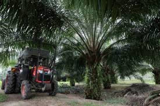 Food companies urge Britain to adopt tougher rules to protect tropical forests