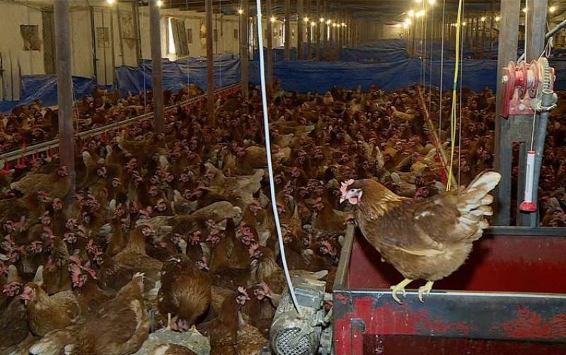 Iraq: Bird flu kills 110,000 chickens in Samarra