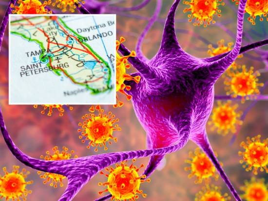 Stock images: a map of Florida and a rendering of the meningococcal bacterium next to neuron cells.
