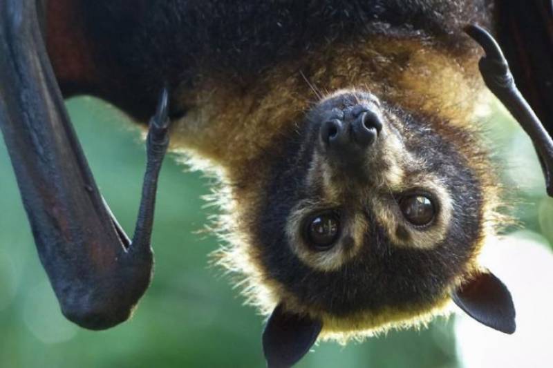 A bat research team investigating coronavirus origins in China reportedly had their samples confiscated