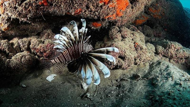 Invasive lionfish seen in new ecosystem off coast of Aegean Sea