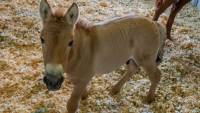 First Clone of Endangered Przewalski’s Horse Born in Conservation Effort to Save the Species