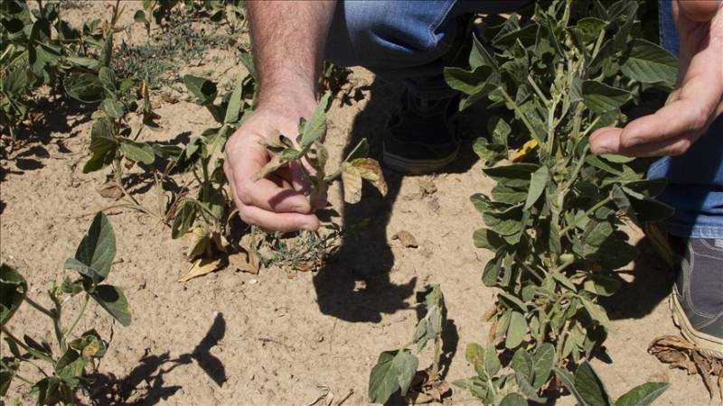 Drought bringing Italian agriculture to its knees