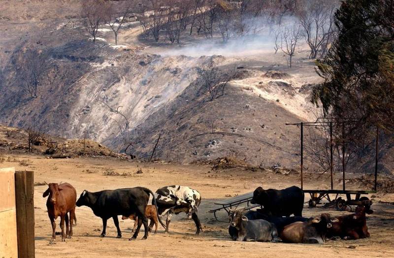 Cattle might be secret weapon in fight against wildfires, experts say. Here’s how