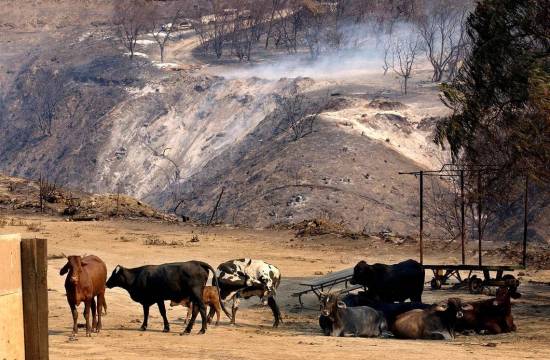 Cattle might be secret weapon in fight against wildfires, experts say. Here’s how
