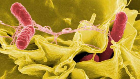 Salmonella outbreak more than doubles; CDC identifies potential source