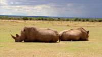 Kenya community rhino sanctuary boasts increase in rhino numbers, zero poaching