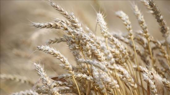 Wheat prices hit record high