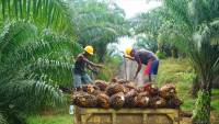 Indonesian palm oil sector concerned by US sanctions on alleged labor abuse by Malaysian firms will affect them as well