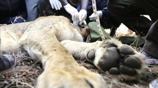6 lions found dead in Uganda’s famous park