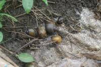 Kenya scientists discover invasive snail damaging rice farms