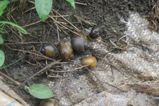 Kenya scientists discover invasive snail damaging rice farms