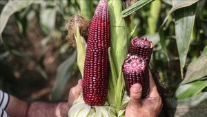 Palestinian farmer successfully cultivates red corn in Gaza Strip for 1st time
