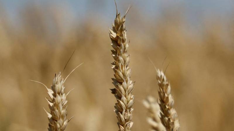 Wheat prices drop as Türkiye-brokered Ukraine grain deal signed