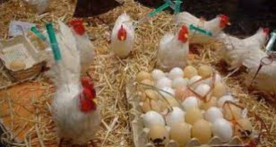 Kuwait Suspends Poultry Imports From Three Countries
