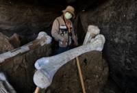 Hundreds of ancient mammoth skeletons were found buried under the site of a future airport in Mexico