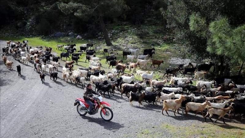Tech-savvy Turkish shepherd herds goats with drone