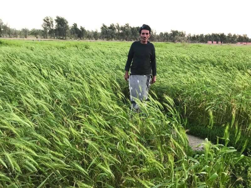 Wheat Cultivation Is Present In Kuwaiti Lands
