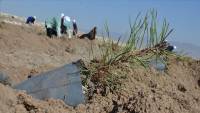 Turkey plants trees in arid Somalia