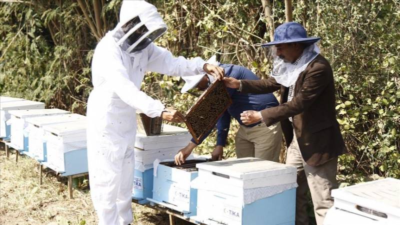 Turkey sets up honey research lab in Pakistan