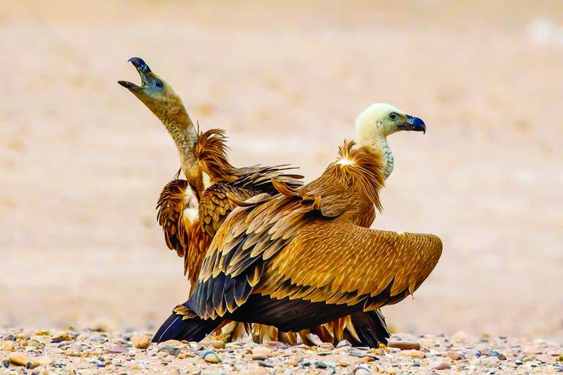 Six griffon vultures spotted in northern Kuwait reserve