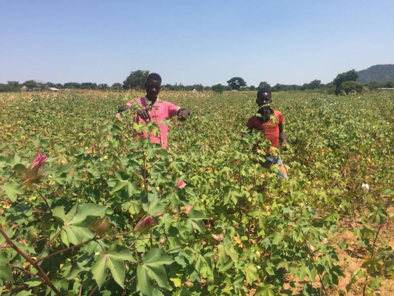 Zimbabwe’s cotton farmers sweating for no gain