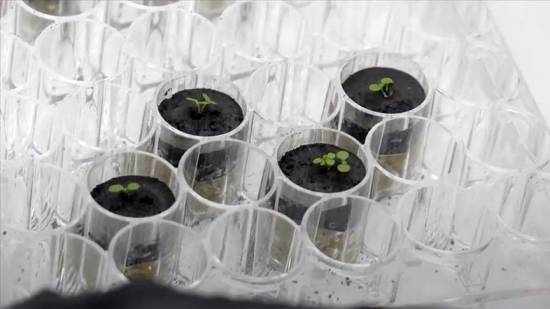 Scientists grow plants in lunar soil for 1st time