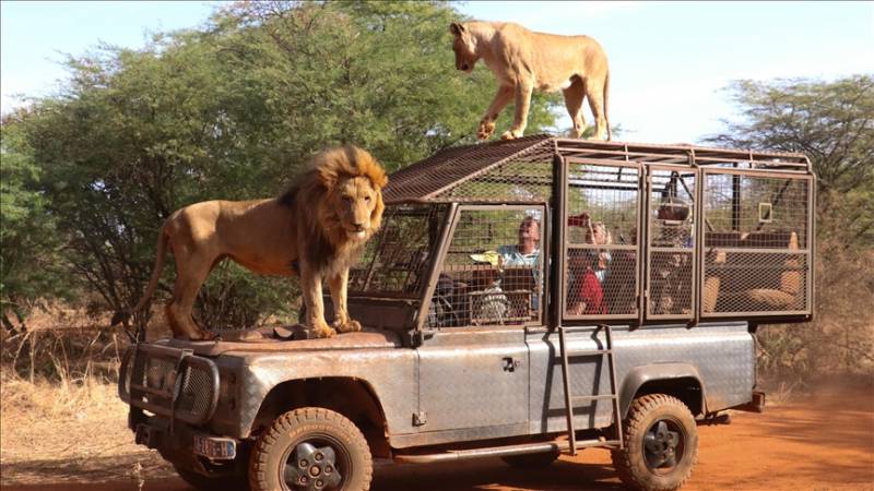 Senegal: Visitors in caged vehicles observe wildlife