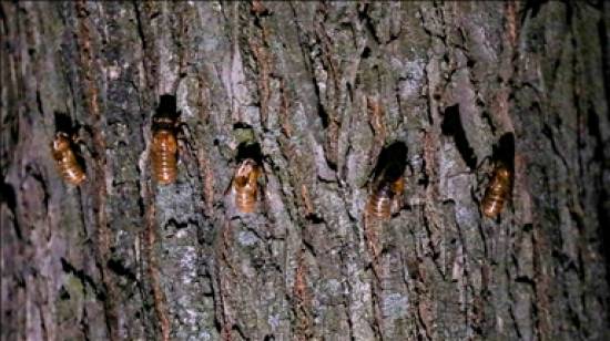 US FDA warns people with seafood allergies against eating cicadas