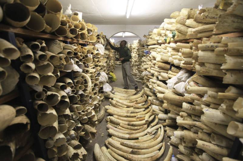 DNA sleuthing reveals elephant ivory trafficking networks