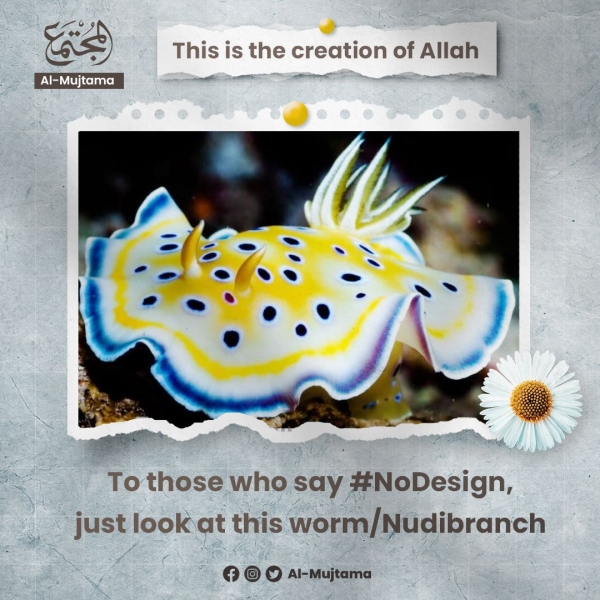To those who say #nodesign , just look at this worm/Nudibranch