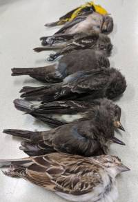 Birds in southern New Mexico that have mysteriously died. (Allison Salas)