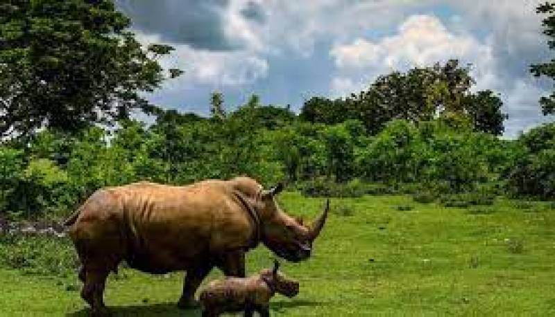 Report: Rhino Poaching Down, but Population Still Decreasing