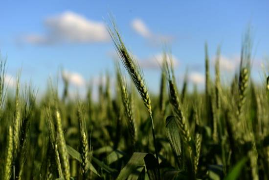 Argentina first country to approve GMO wheat